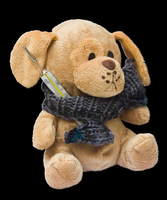 Hundefutter für leberkranke Hunde